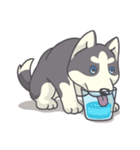 Playful Husky（個別スタンプ：12）