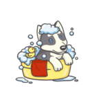 Playful Husky（個別スタンプ：14）