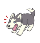 Playful Husky（個別スタンプ：16）