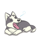 Playful Husky（個別スタンプ：25）