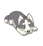 Playful Husky（個別スタンプ：36）