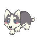 Playful Husky（個別スタンプ：39）