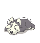 Playful Husky（個別スタンプ：40）