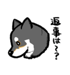 柴犬スタンプ2～黒柴～（個別スタンプ：10）