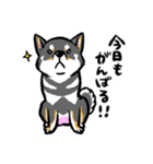 柴犬スタンプ2～黒柴～（個別スタンプ：11）