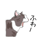 ペンねこ（個別スタンプ：5）
