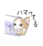 ペンねこ（個別スタンプ：12）