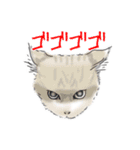 ペンねこ（個別スタンプ：19）