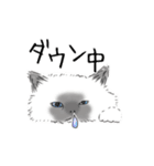 ペンねこ（個別スタンプ：37）