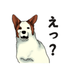 犬の日常。（個別スタンプ：6）