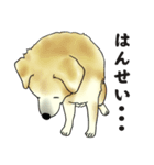 犬の日常。（個別スタンプ：13）