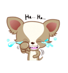 Lucky Chihuahua（個別スタンプ：7）