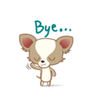 Lucky Chihuahua（個別スタンプ：9）