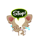 Lucky Chihuahua（個別スタンプ：12）