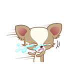 Lucky Chihuahua（個別スタンプ：16）
