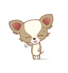 Lucky Chihuahua（個別スタンプ：18）