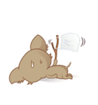 Lucky Chihuahua（個別スタンプ：19）