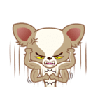 Lucky Chihuahua（個別スタンプ：27）