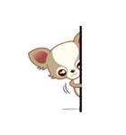Lucky Chihuahua（個別スタンプ：31）