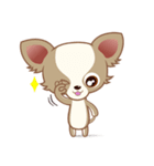 Lucky Chihuahua（個別スタンプ：33）