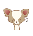 Lucky Chihuahua（個別スタンプ：35）