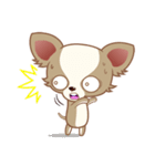 Lucky Chihuahua（個別スタンプ：37）