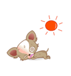 Lucky Chihuahua（個別スタンプ：38）