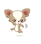 Lucky Chihuahua（個別スタンプ：39）