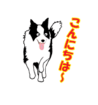 ボーダーコリー犬（個別スタンプ：19）