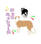 ボーダーコリー犬（個別スタンプ：34）