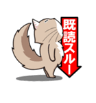 ソマリ猫「マックス」(実用編)（個別スタンプ：2）
