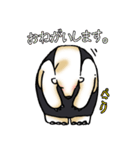 あに丸まにあ～コアリクイ編～（個別スタンプ：24）