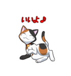 みけねこスタンプ（個別スタンプ：6）