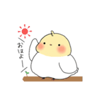 ゆるインコ（個別スタンプ：10）