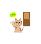 pineapple cat（個別スタンプ：7）