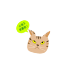 pineapple cat（個別スタンプ：10）