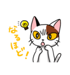 眉間猫（個別スタンプ：30）