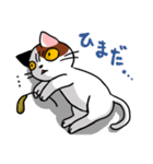 眉間猫（個別スタンプ：31）