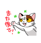 眉間猫（個別スタンプ：33）