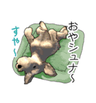 ミニチュアシュナウザー（個別スタンプ：2）