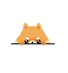 17 PomPom Dog（個別スタンプ：14）