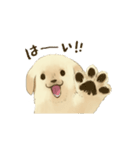 ゴールデンレトリバーのこいぬちゃん（個別スタンプ：2）