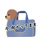 日常の犬（個別スタンプ：7）