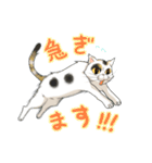 三毛猫ゆき千代（個別スタンプ：9）