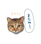 猫田風太郎、おかわり。（個別スタンプ：40）