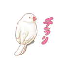 アイラブ！手乗り文鳥（個別スタンプ：17）