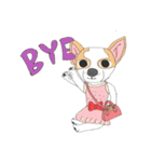 Zeen, the Chihuahua（個別スタンプ：12）