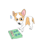 Zeen, the Chihuahua（個別スタンプ：17）