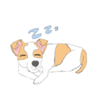 Zeen, the Chihuahua（個別スタンプ：23）