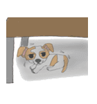 Zeen, the Chihuahua（個別スタンプ：27）